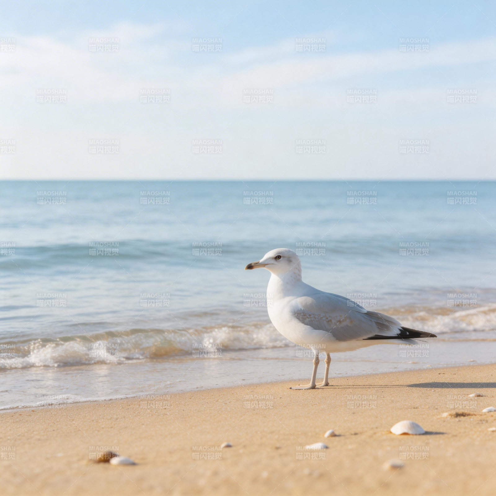 海鸥沙滩静立图片
