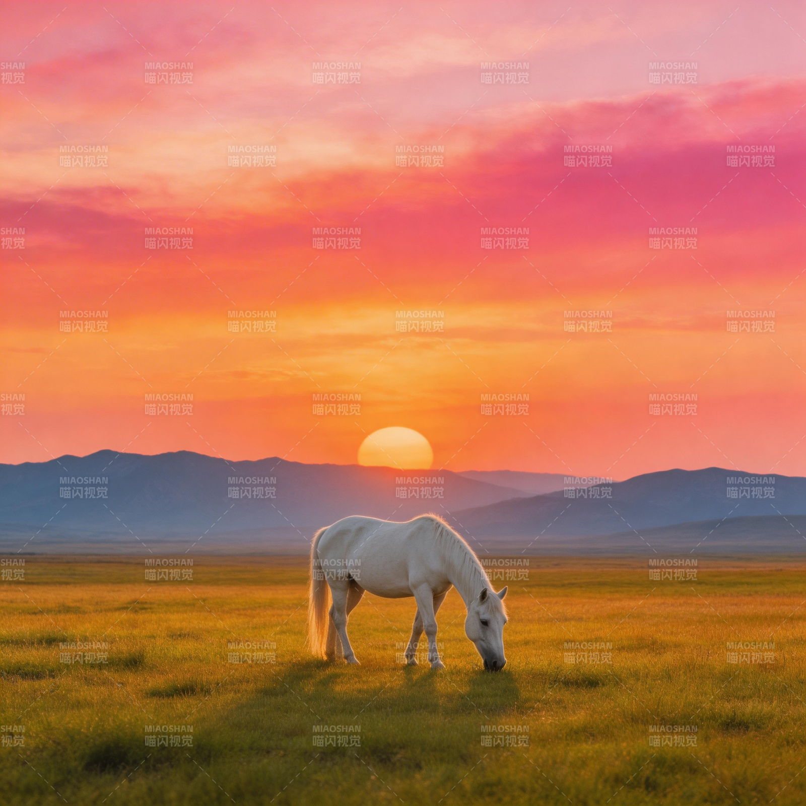 夕阳下的白马图片