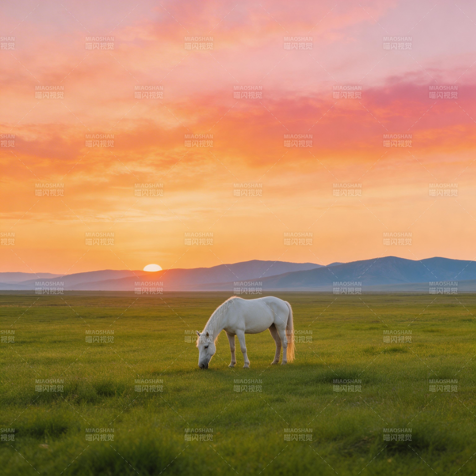 夕阳下的白马图片