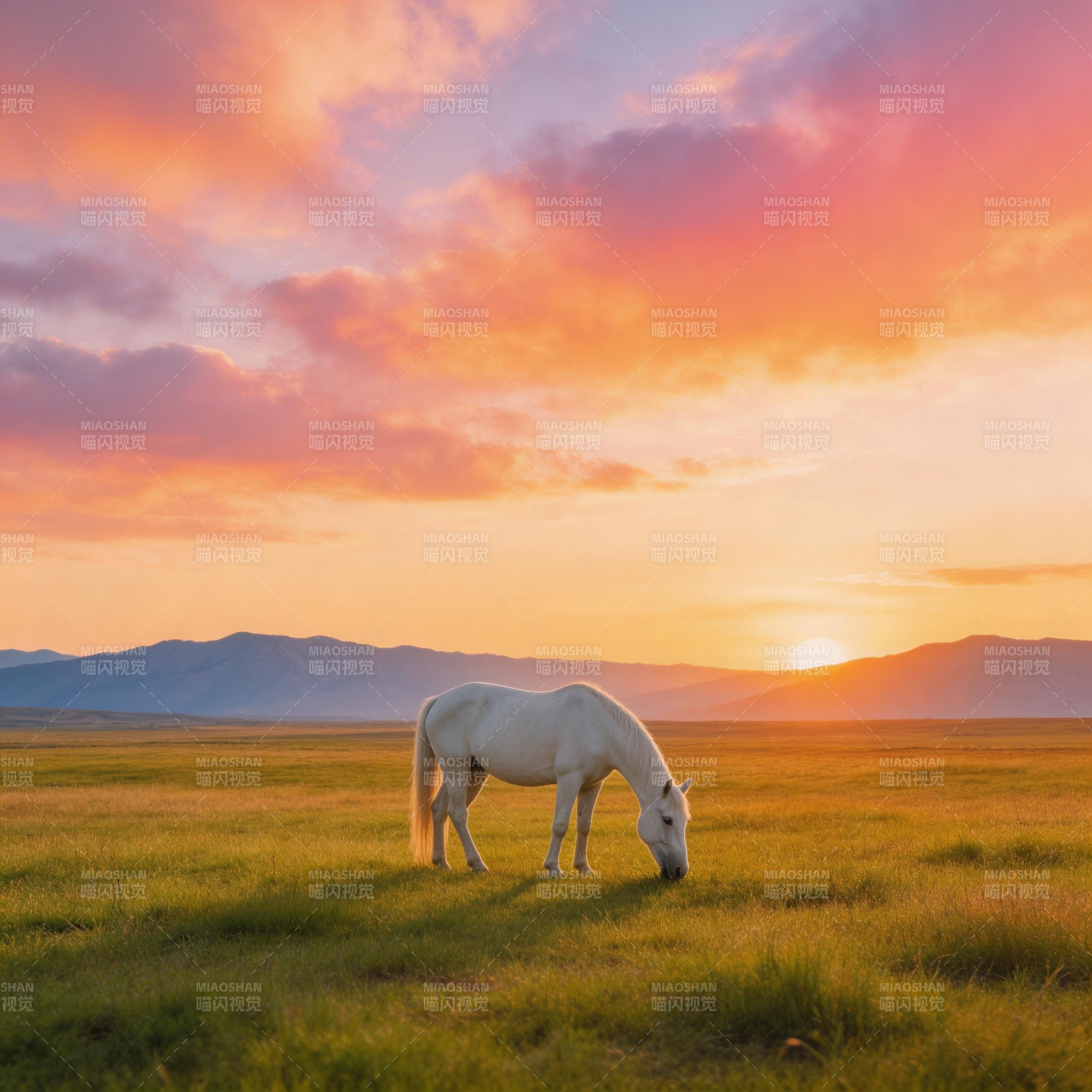 夕阳下的白马图片