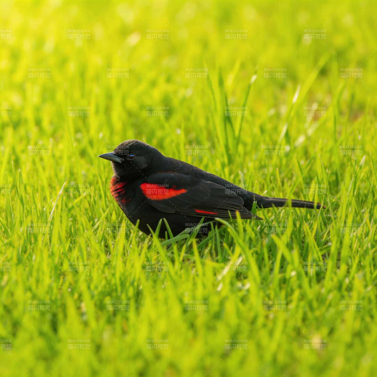 黑红鸟栖绿草中图片