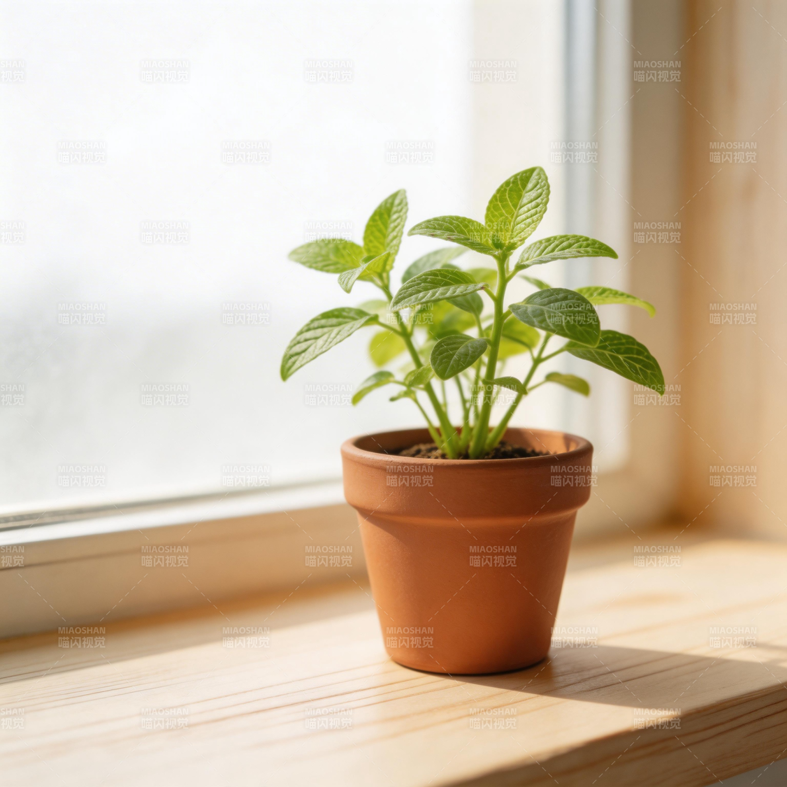窗台绿植生机盎然图片