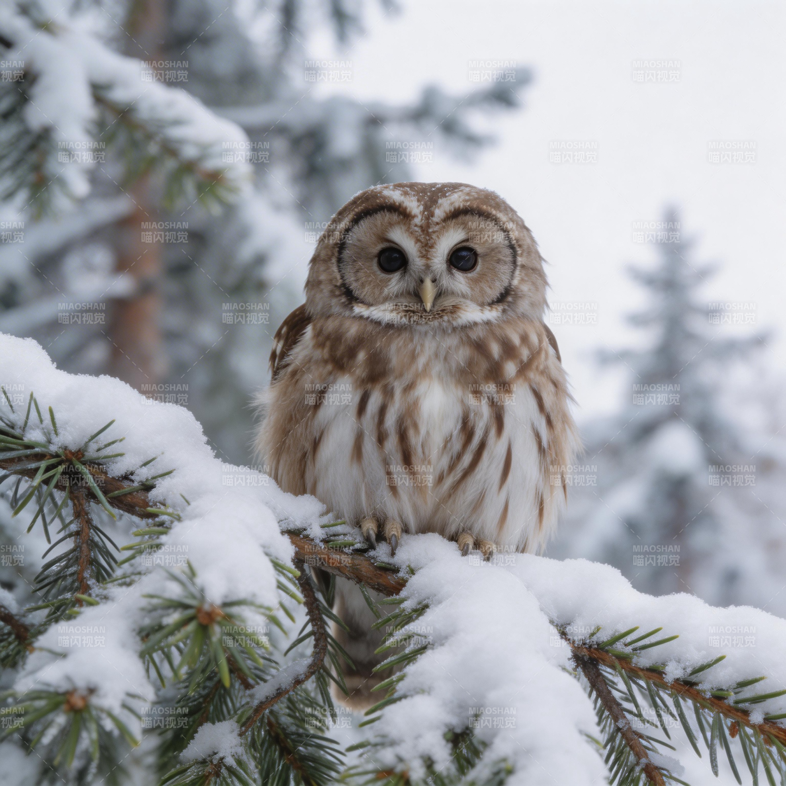 雪枝上的猫头鹰图片