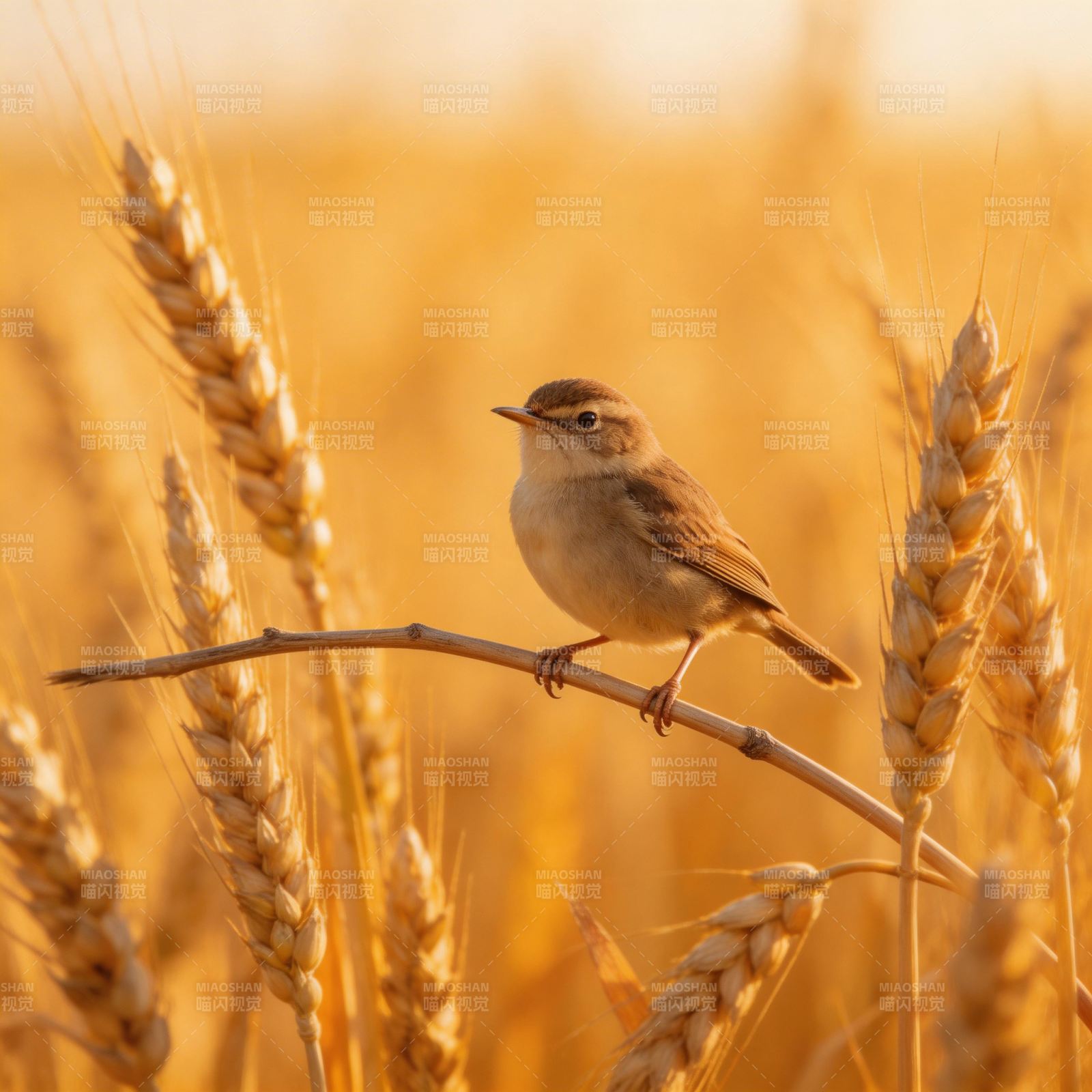 麦田中的小鸟图片