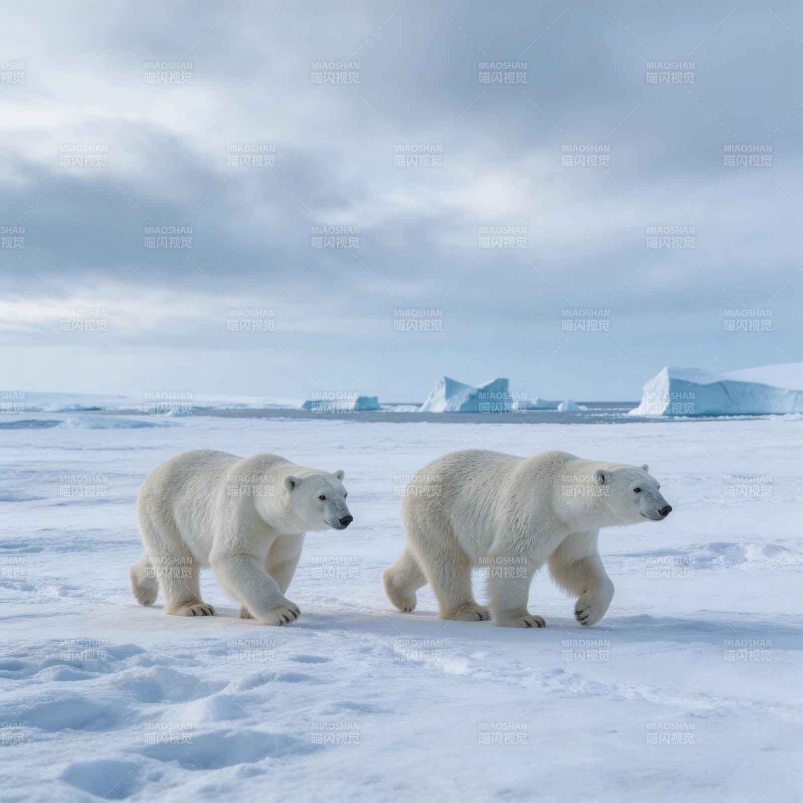 北极熊雪原行图片