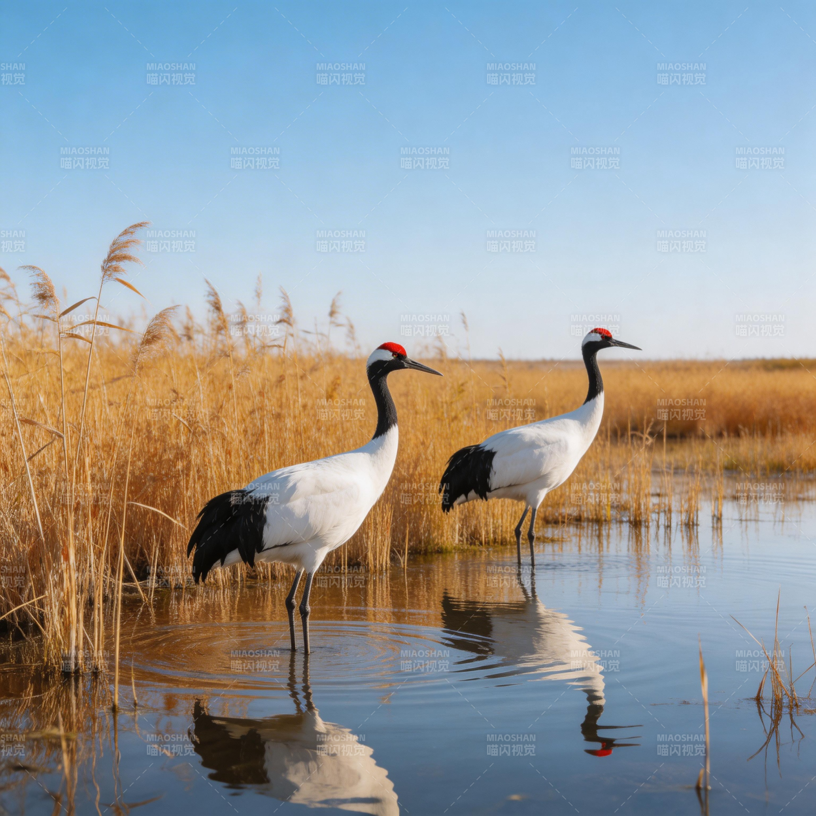 丹顶鹤湿地栖息图片