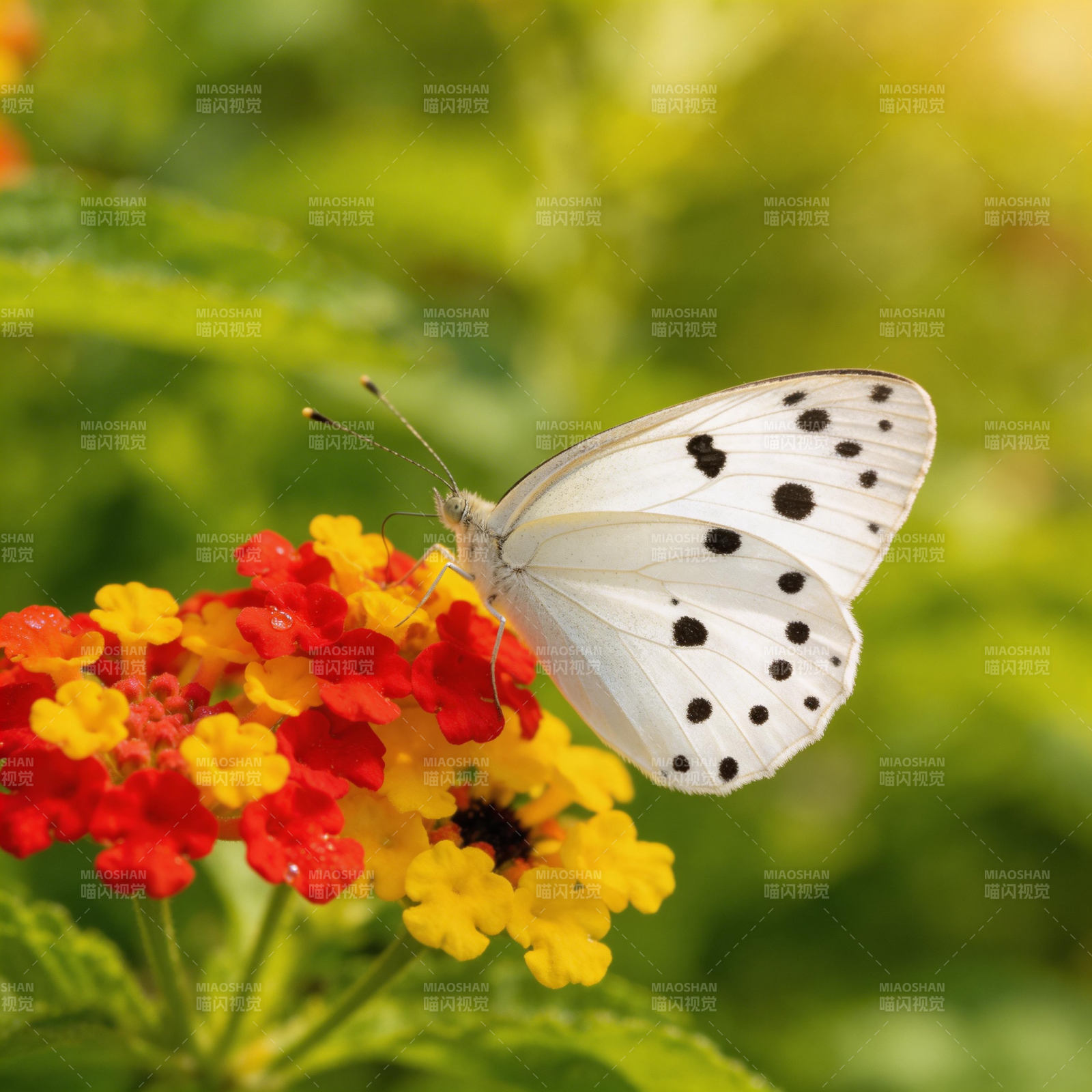 白蝶栖花图片