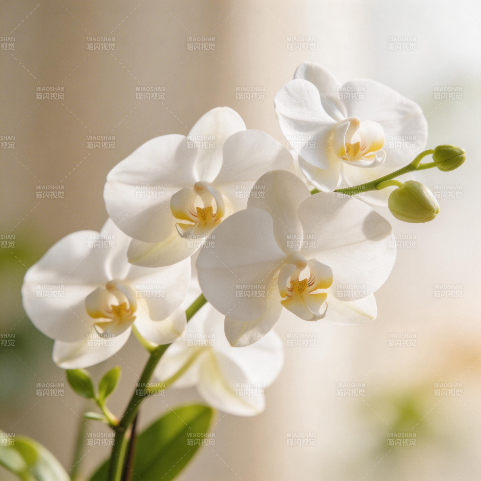 洁白兰花绽放图片