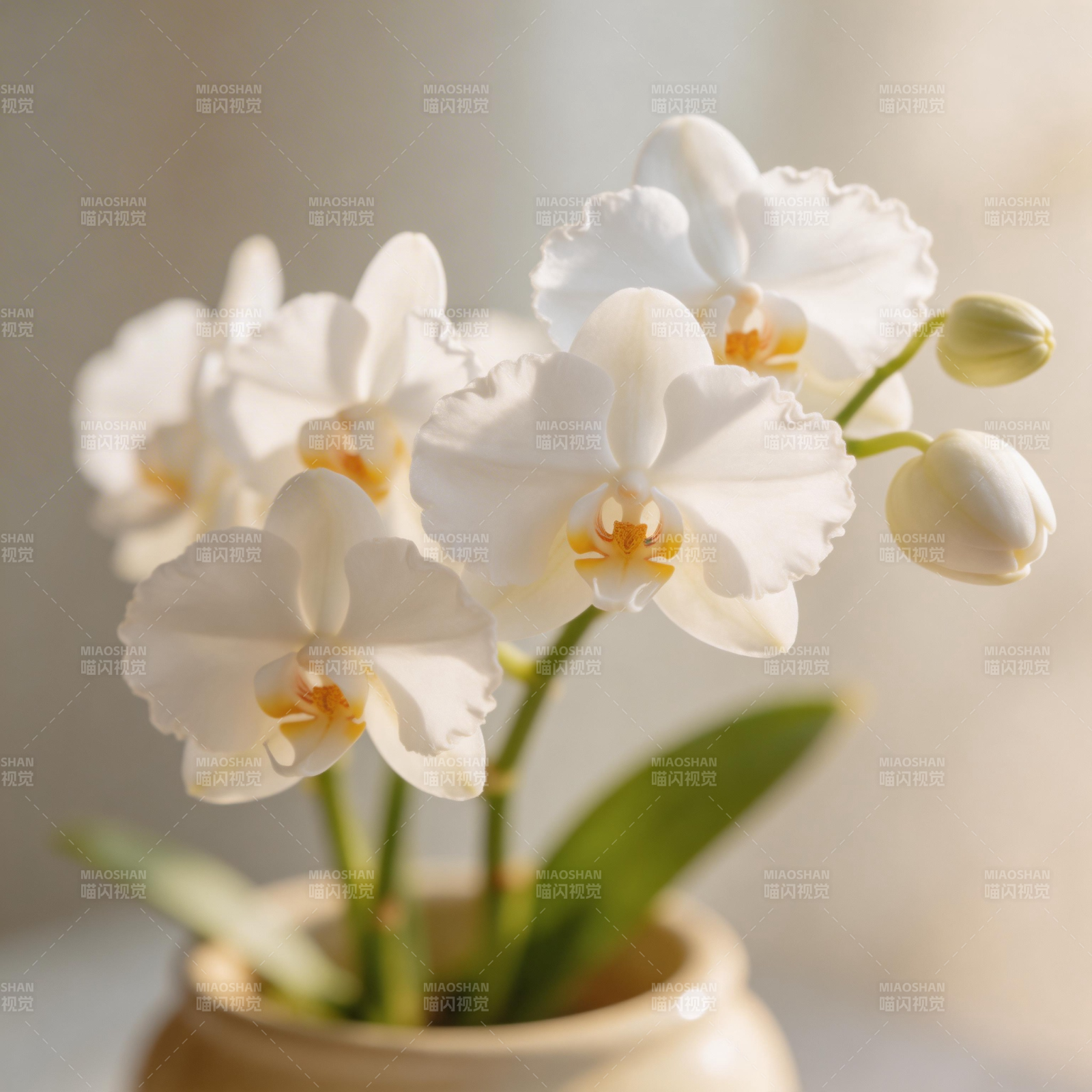 白兰绽放 静谧优雅图片