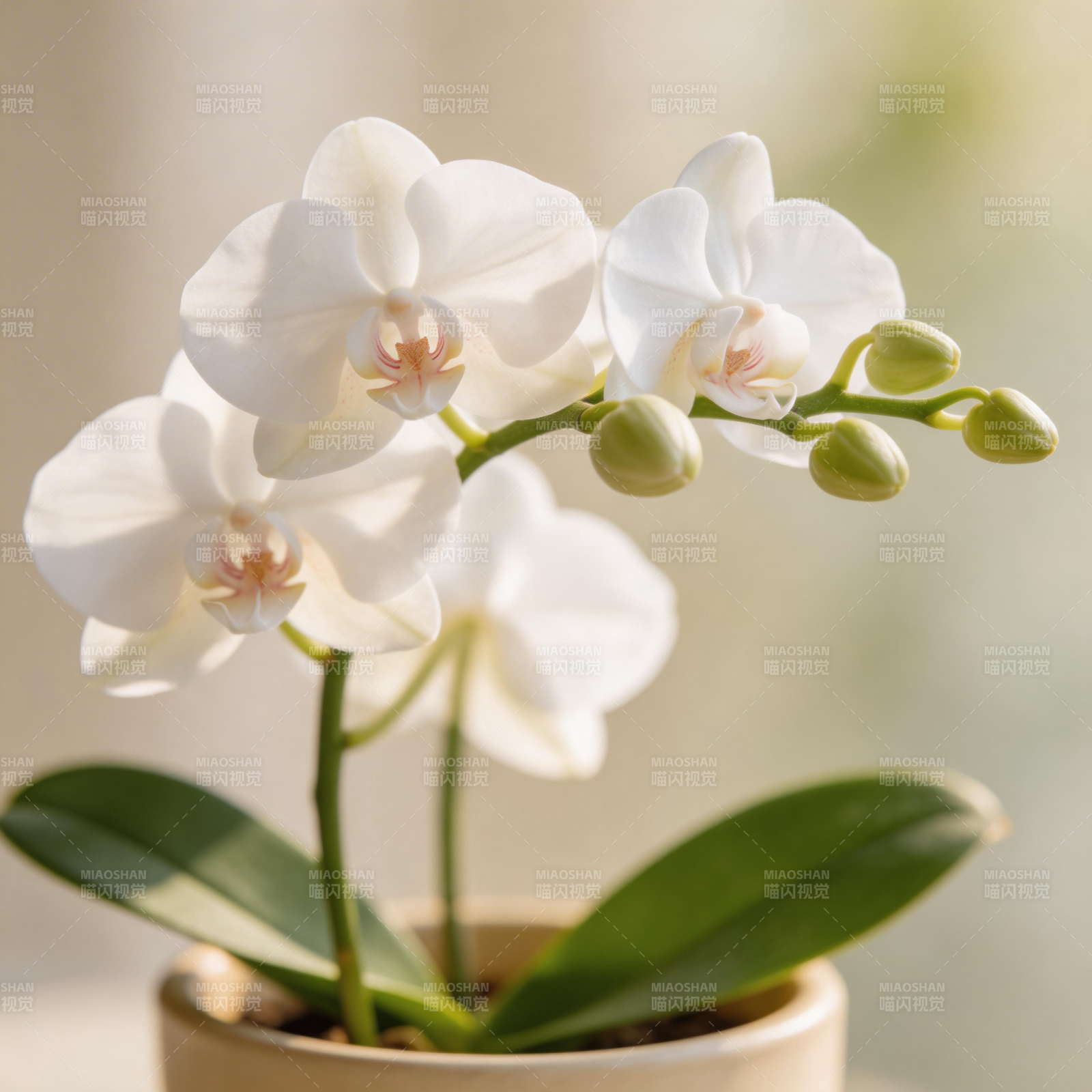 白兰绽放 清新雅致图片