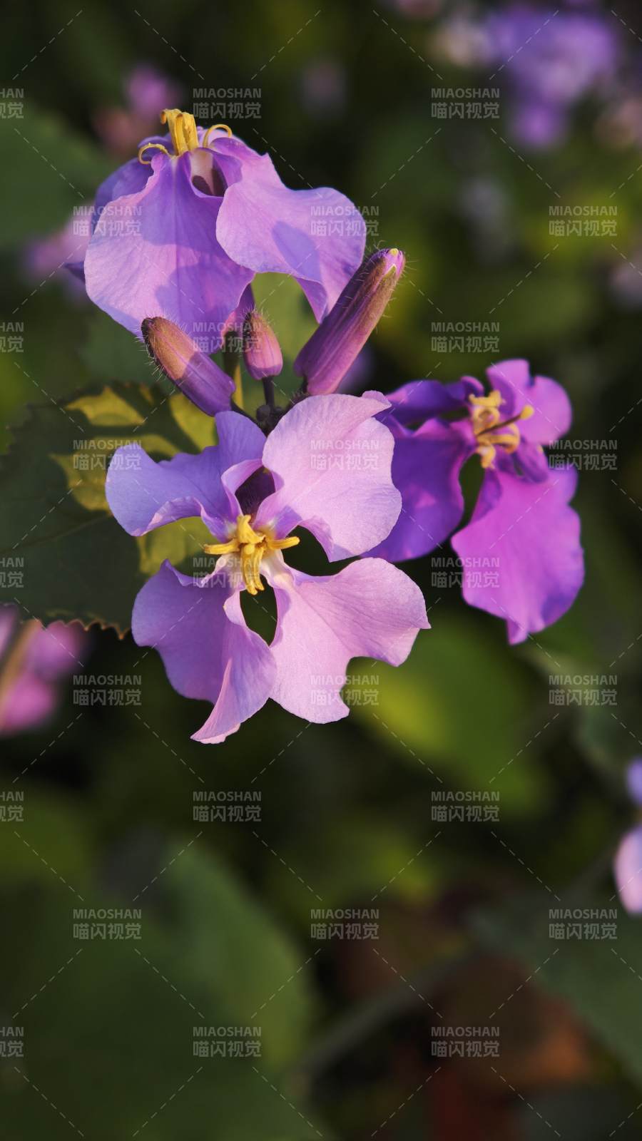 紫花绽放 生机盎然/ 二月兰图片