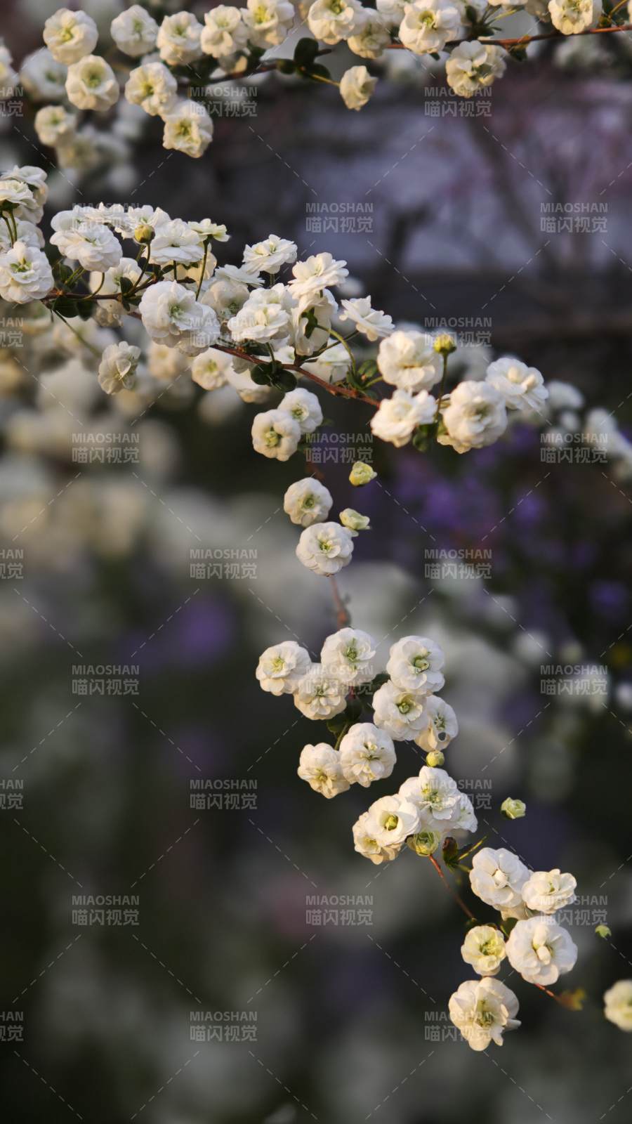 白花绽放枝头/重瓣喷雪花图片