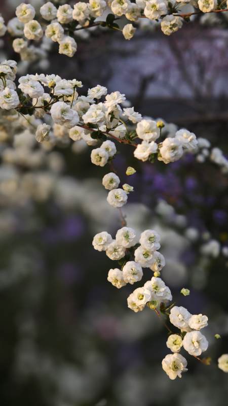 白花绽放枝头/重瓣喷雪花图片