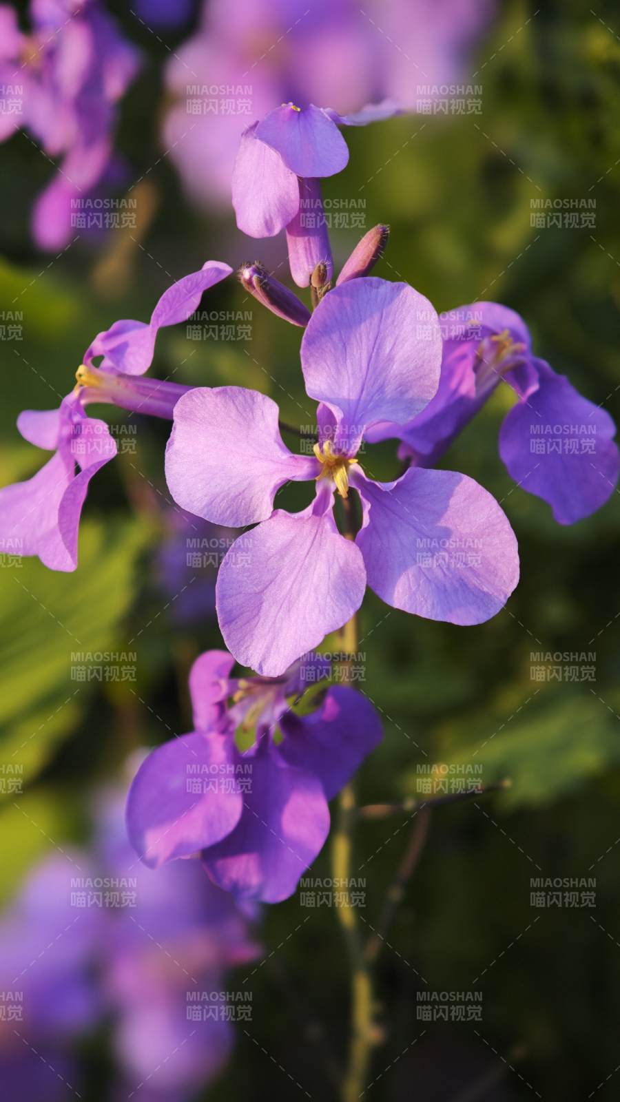 二月兰绽放图片