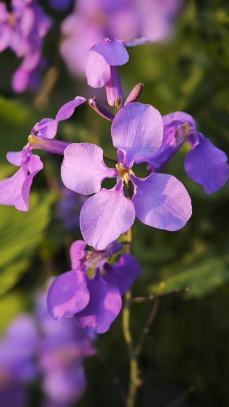 二月兰绽放图片