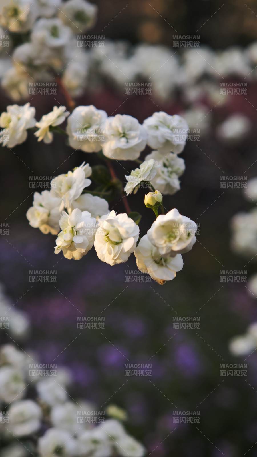 白花绽放枝头/重瓣喷雪花图片