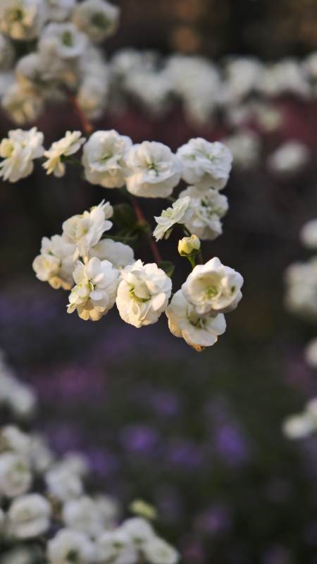 白花绽放枝头/重瓣喷雪花图片