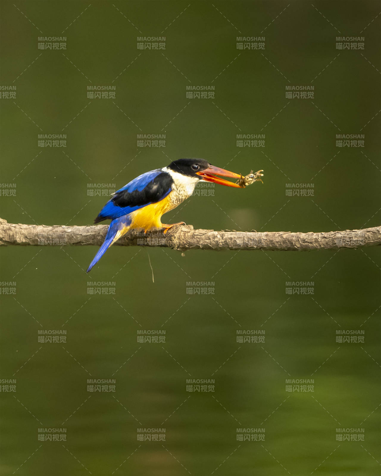 翠鸟捕食瞬间图片