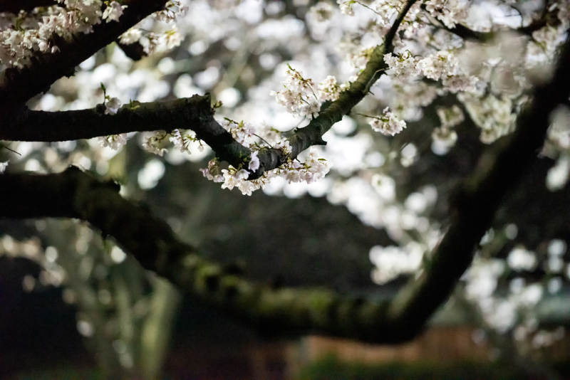 樱花绽放枝头图片