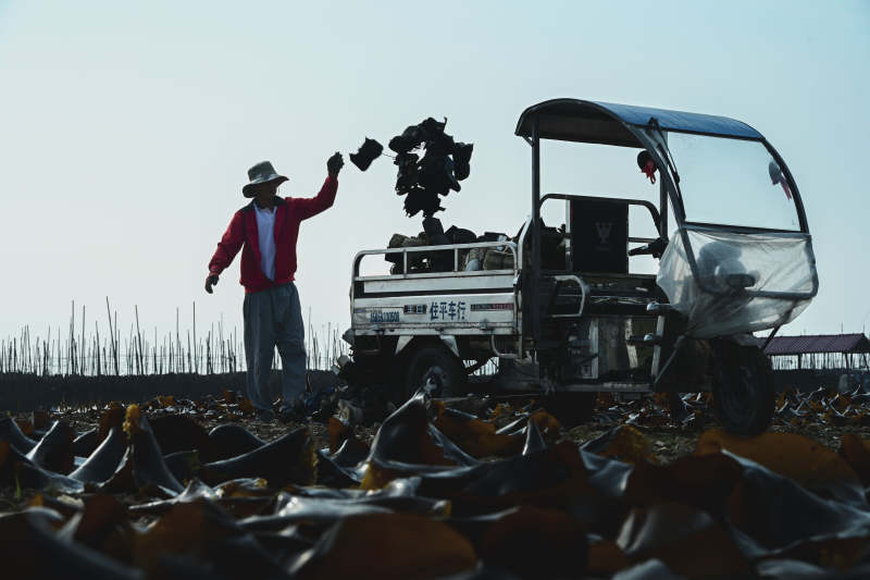 田间劳作剪影图片