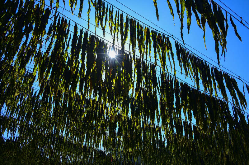 阳光下的垂柳剪影图片