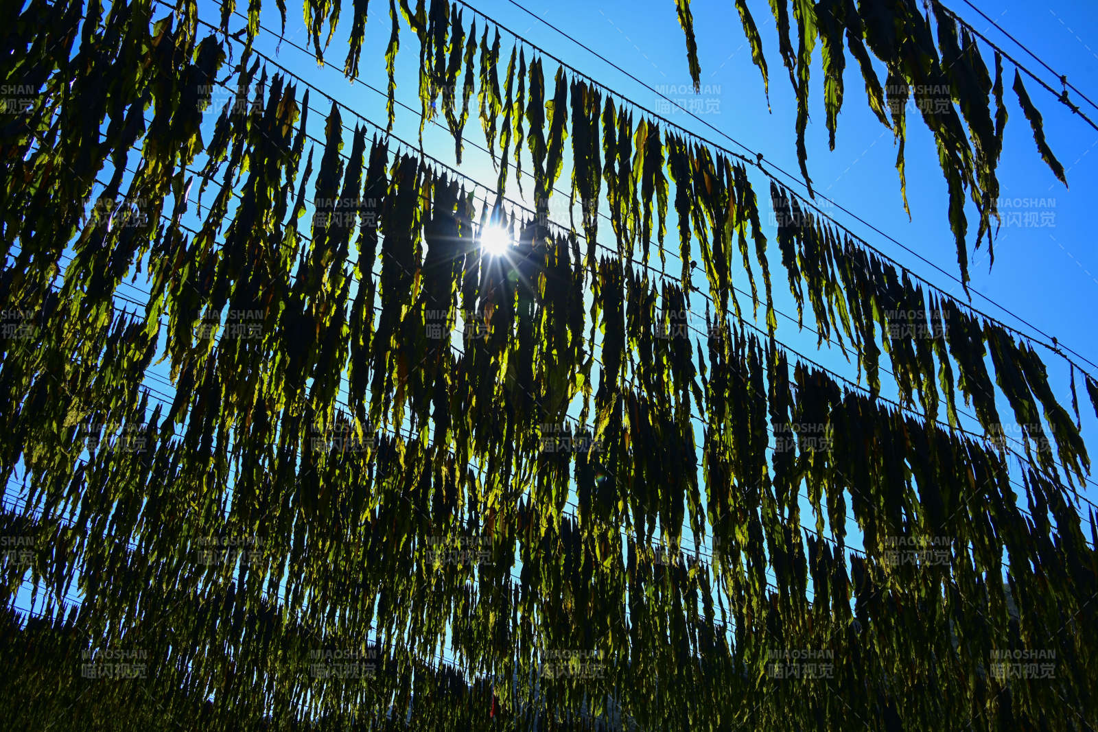 阳光下的垂柳剪影图片