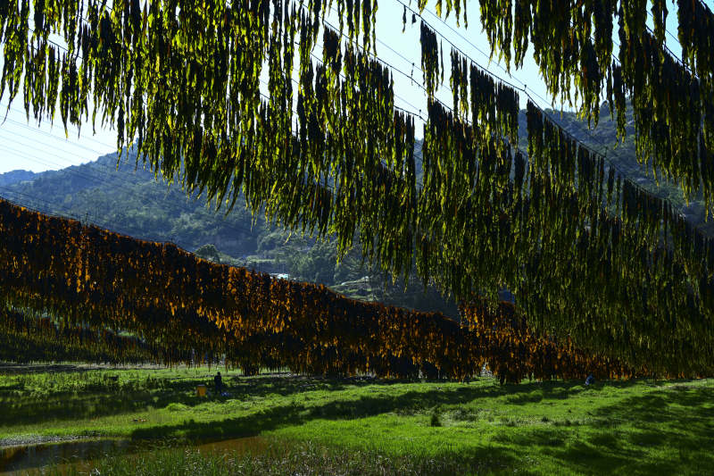 绿藤垂挂田园景图片