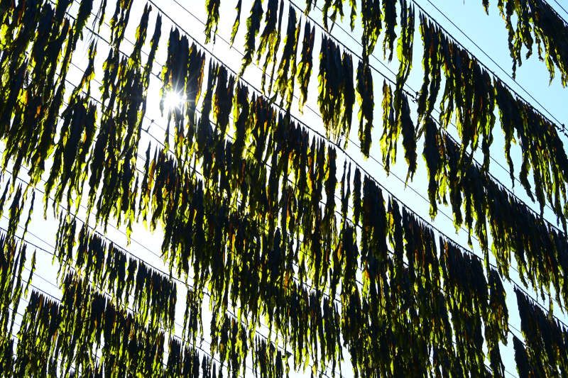 阳光下的绿叶垂帘图片