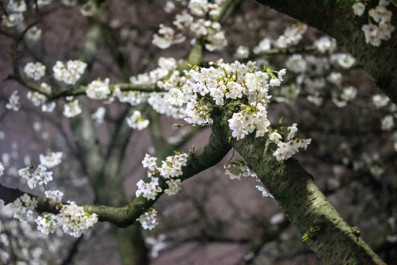 樱花绽放枝头图片