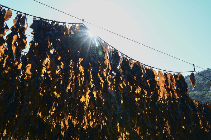 阳光下的海带晒场图片