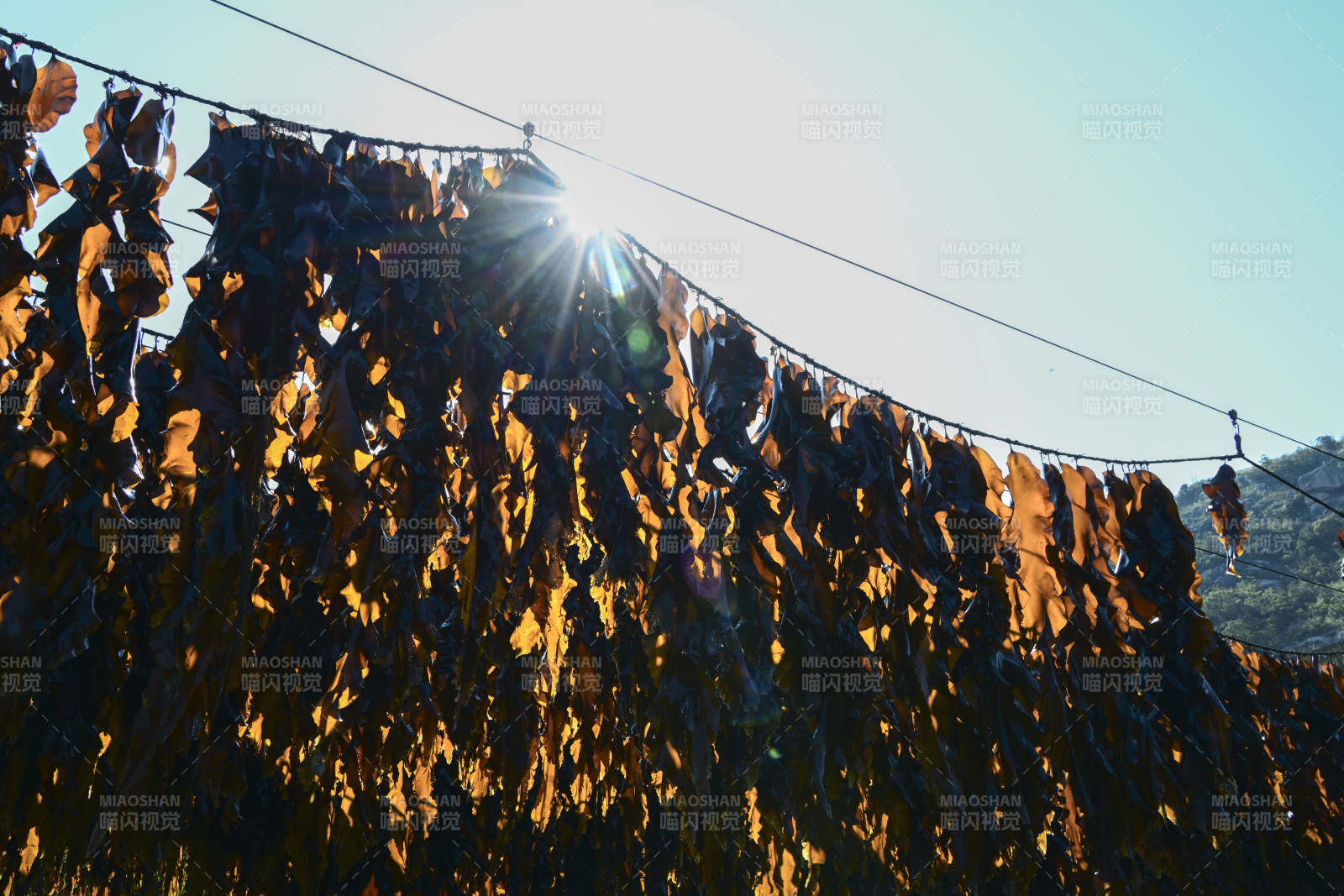 阳光下的海带晒场图片