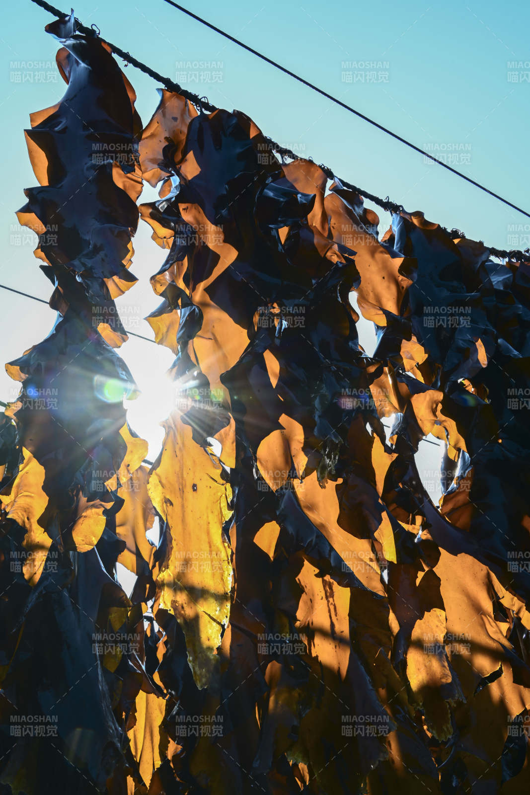 海藻晒太阳图片