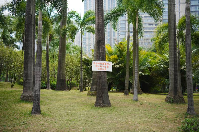 热带公园绿意盎然图片