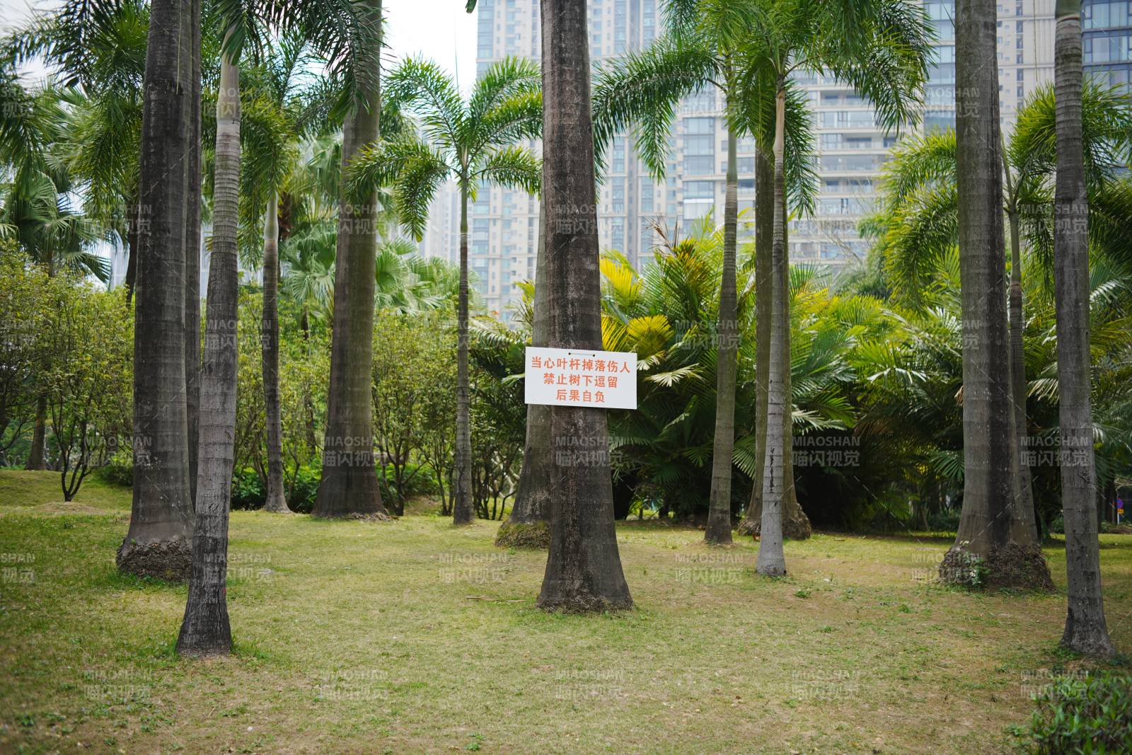 热带公园绿意盎然图片