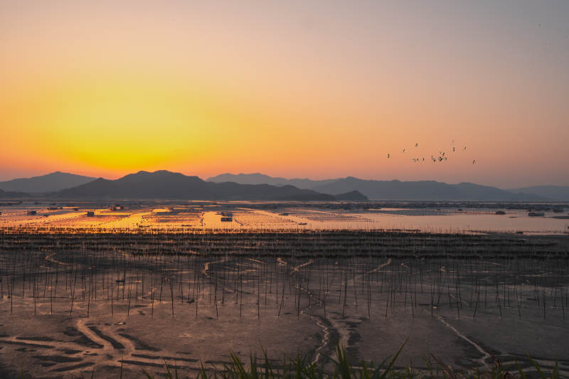 日落盐田飞鸟归图片