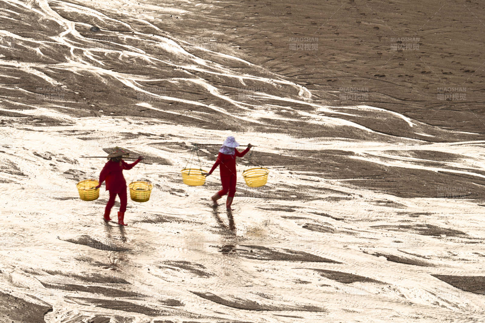 滩涂拾贝人图片