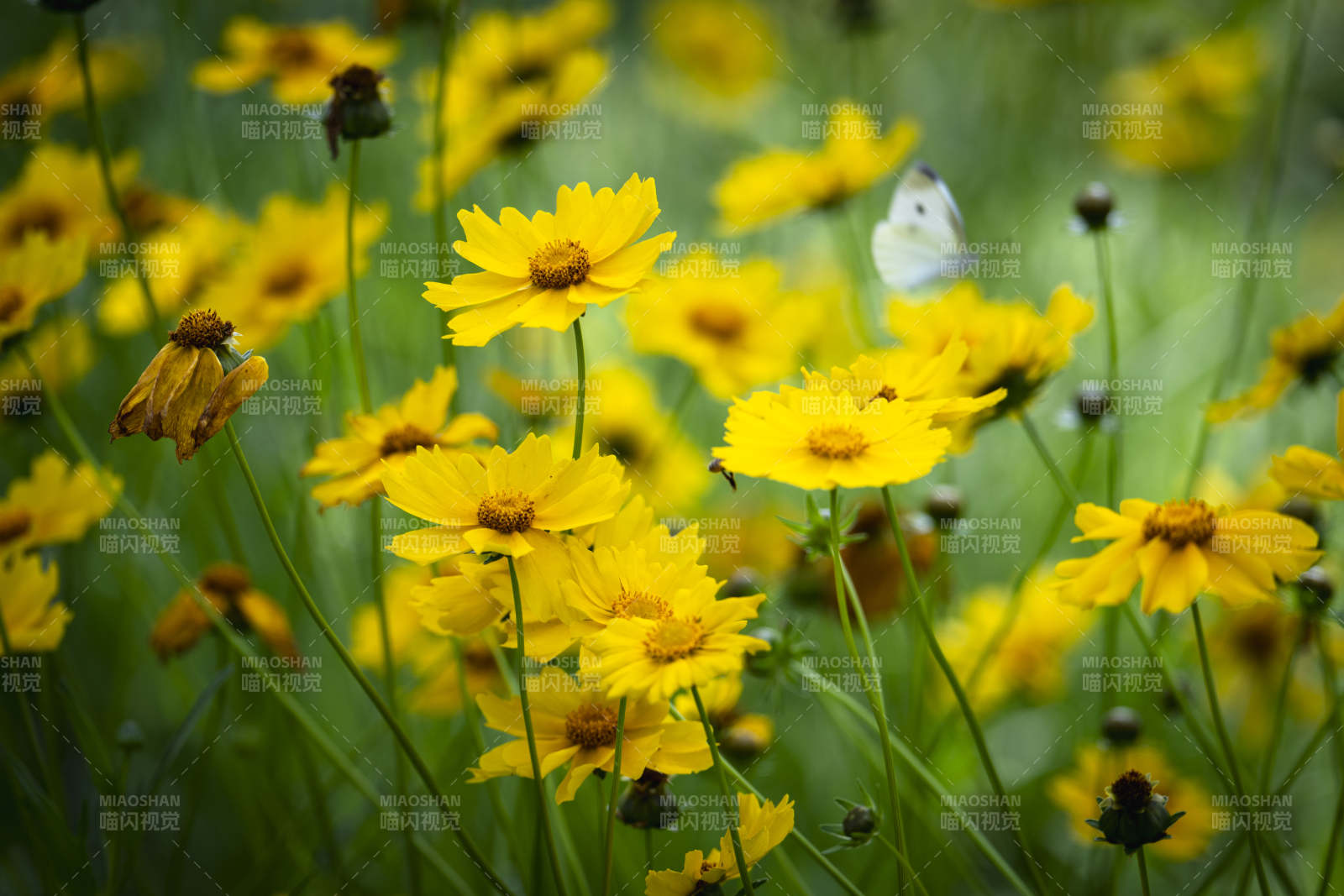 黄花丛中蝶飞舞图片