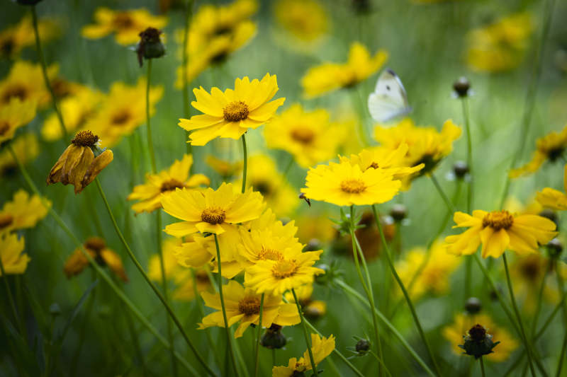 黄花丛中蝶飞舞图片