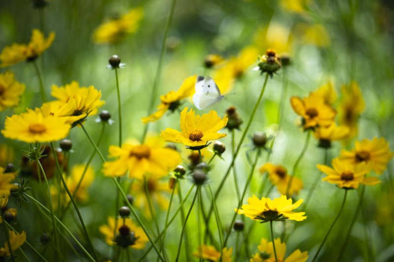 蝶舞黄花间图片
