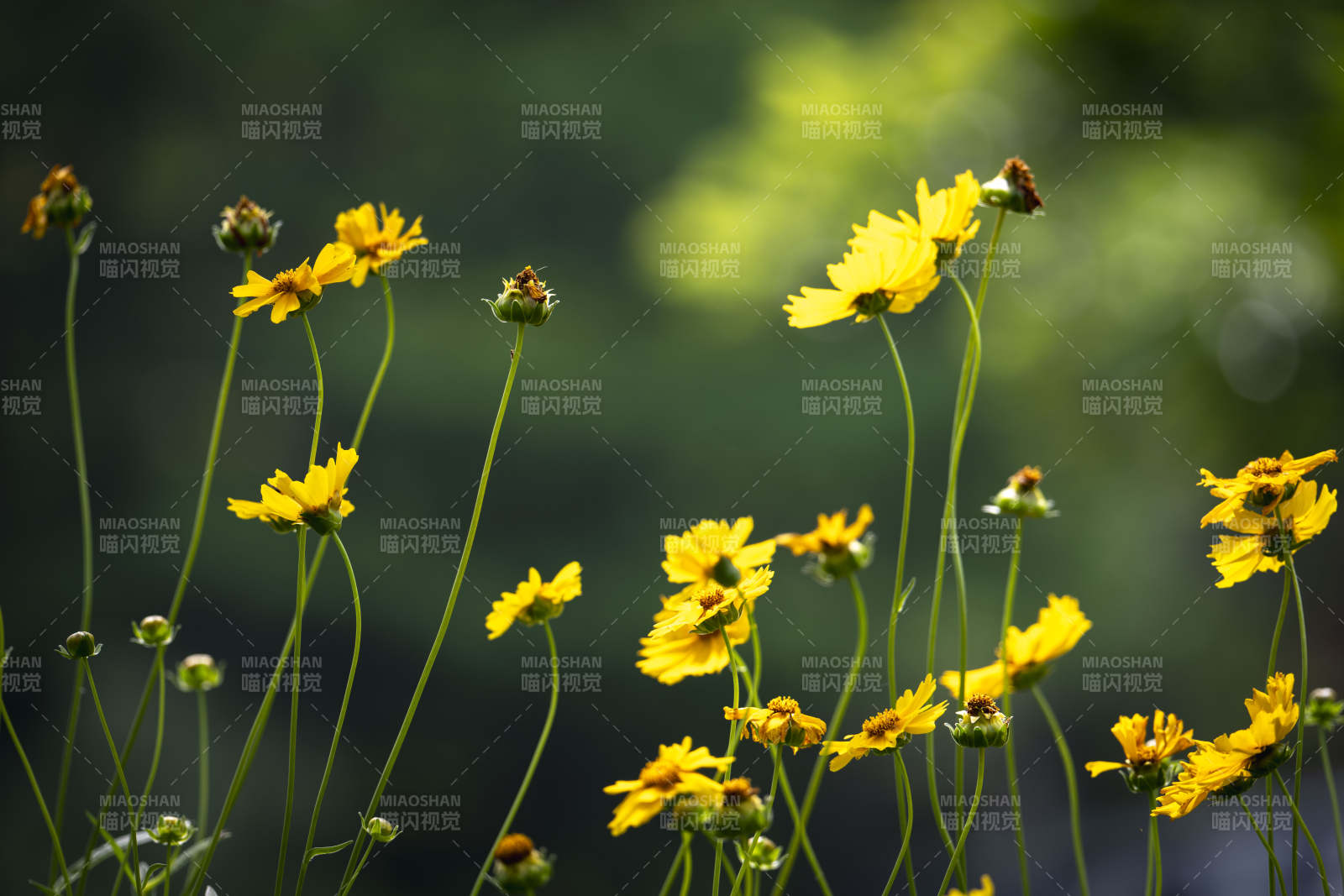 金花摇曳春风里图片