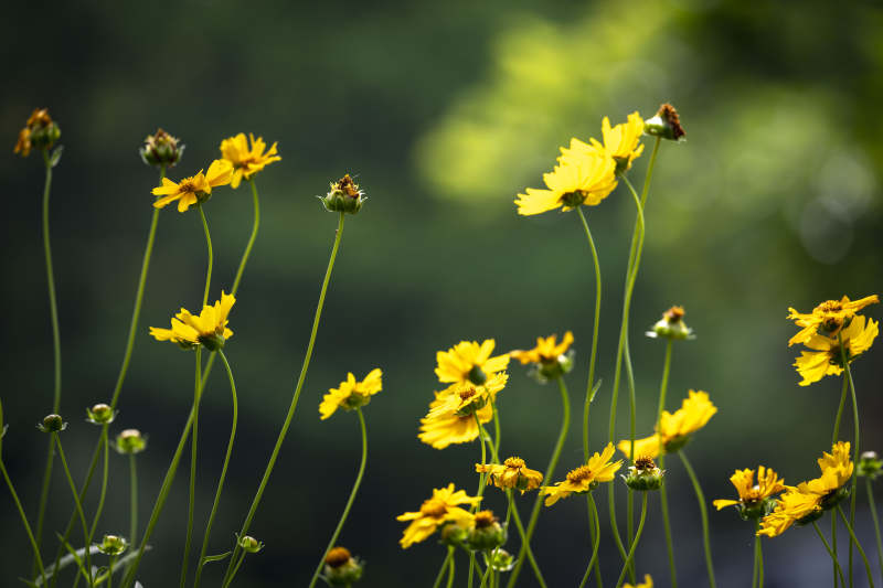 金花摇曳春风里图片