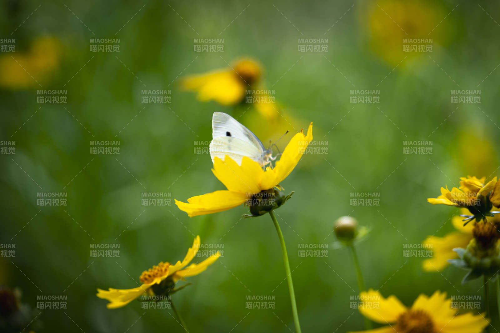 白蝶栖黄花图片