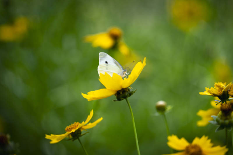 白蝶栖黄花图片