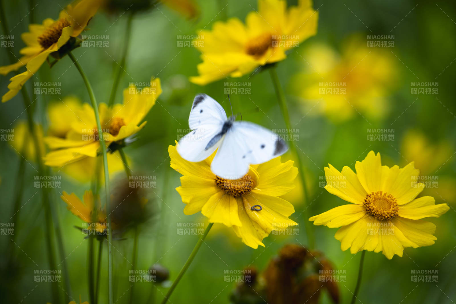 白蝶栖黄花图片