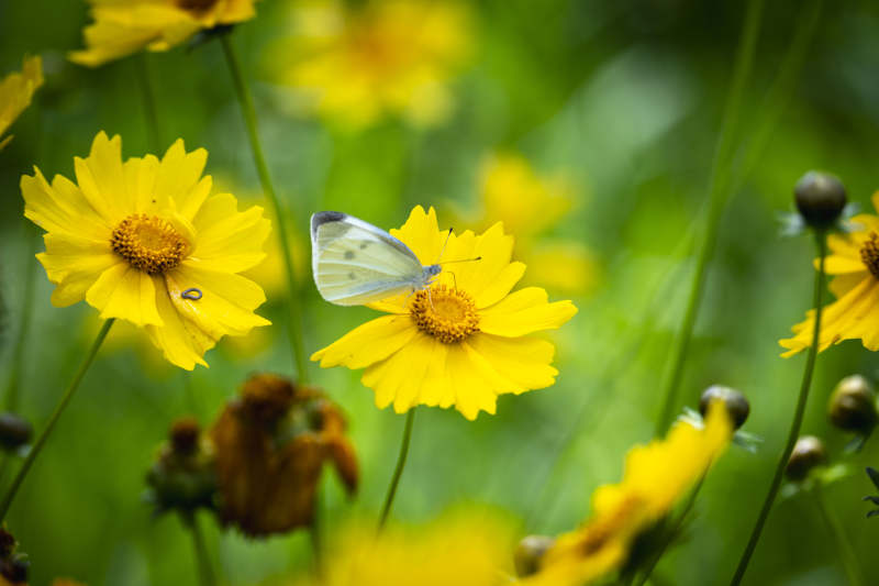 黄花白蝶共舞图片