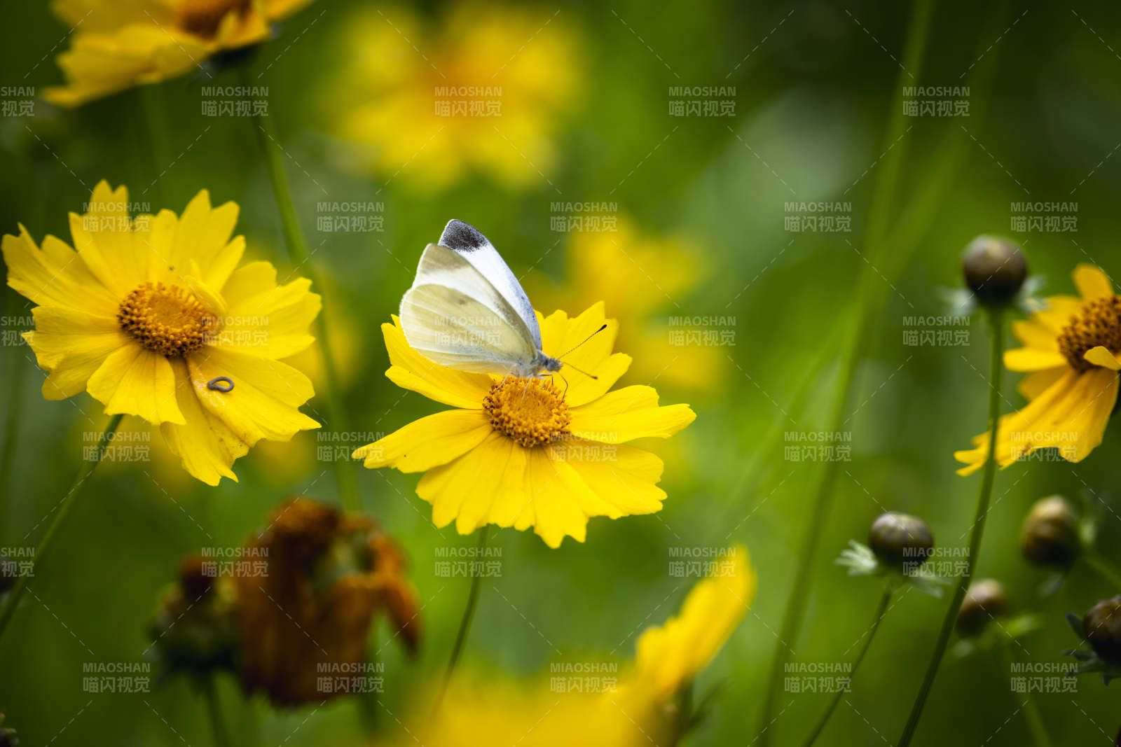 蝶舞黄花间图片