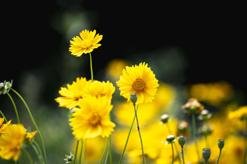 金菊绽放 春意盎然图片