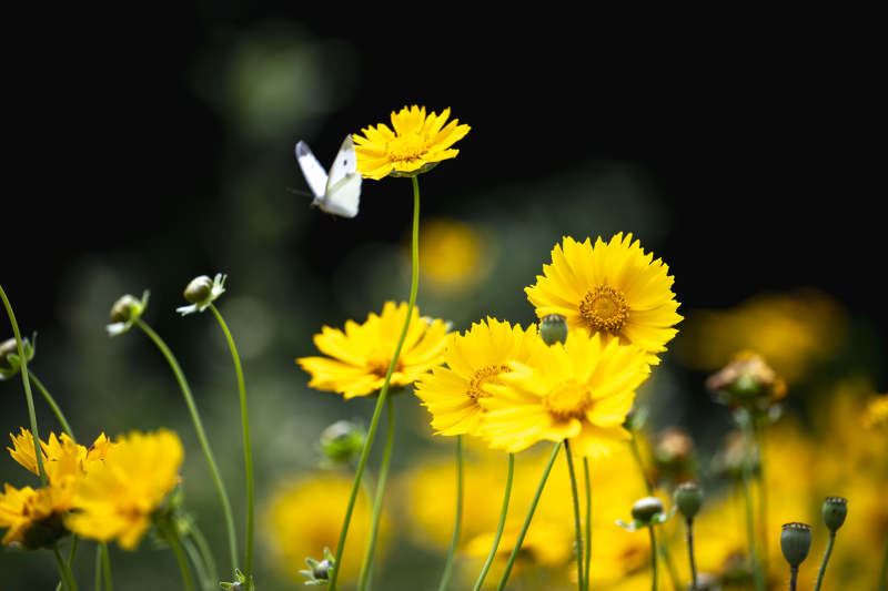 黄花白蝶翩跹图片