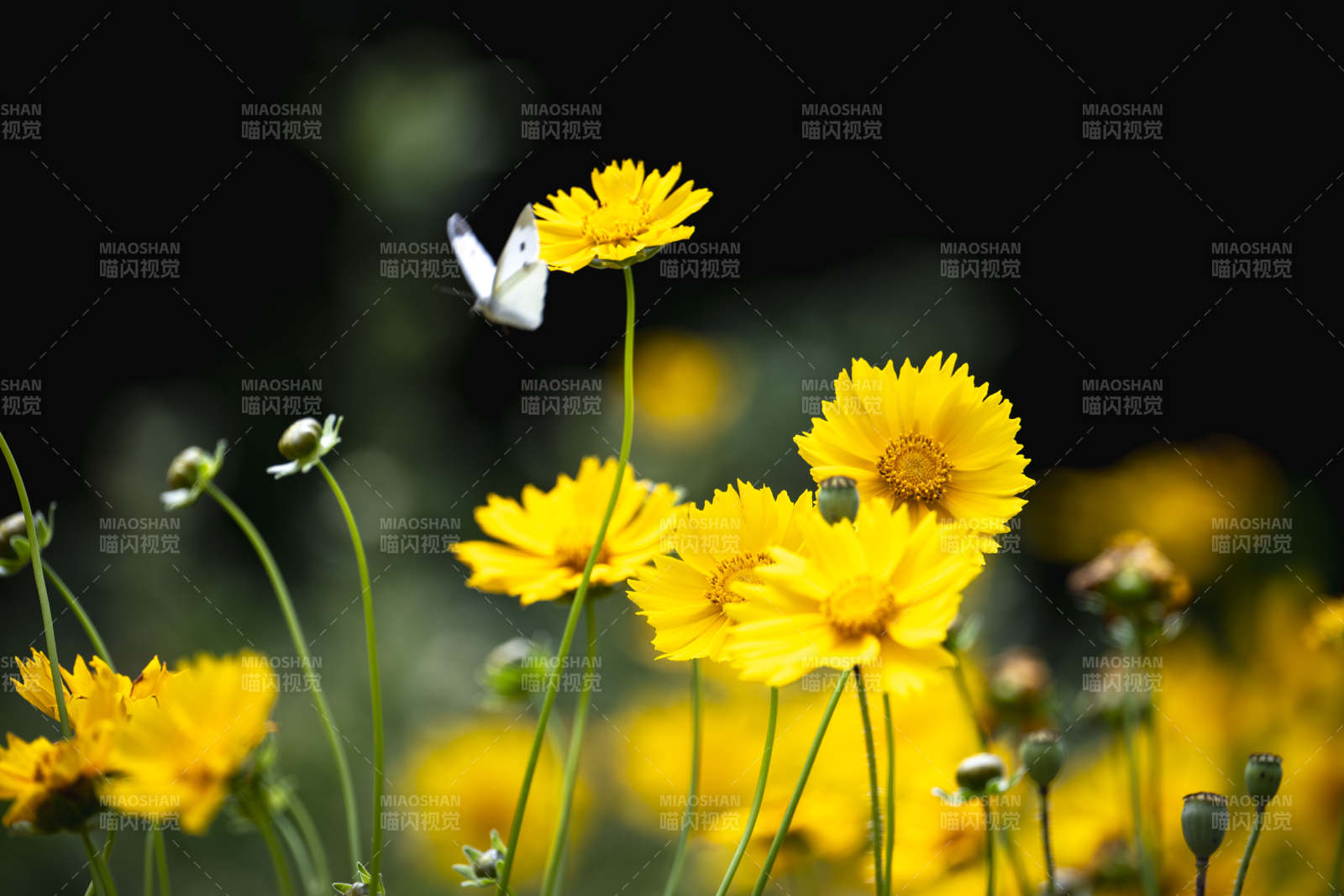 黄花白蝶翩跹图片