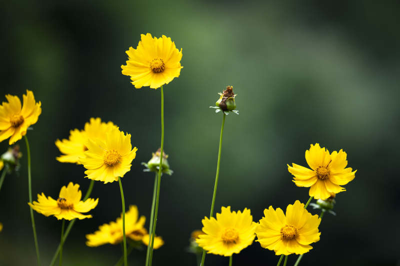 金秋花绽放图片